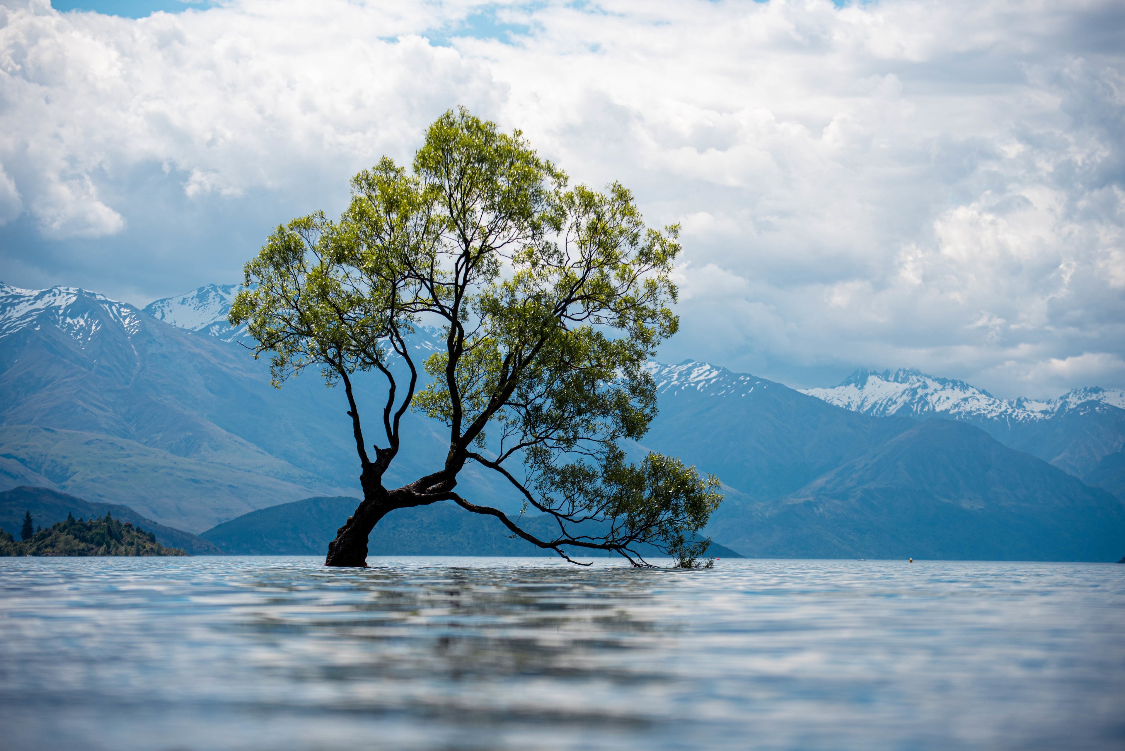 Single tree in the middle of a lake with mountains in the background
